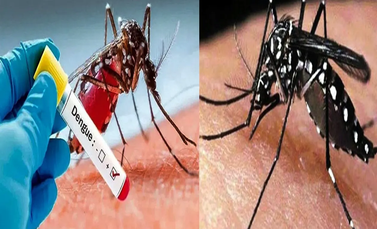 বরিশালসহ বিভিন্ন জেলায় ডেঙ্গুর প্রকোপ, হাসপাতালে ভর্তি ৭৩ জন